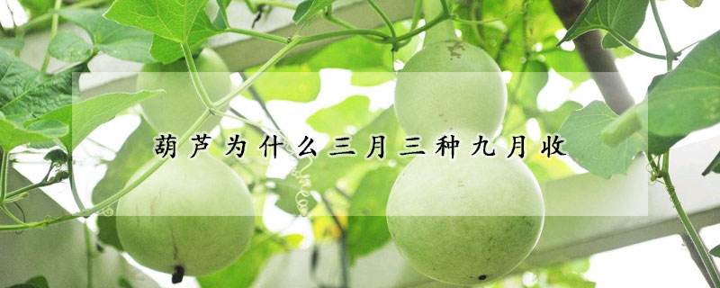 葫蘆為什么三月三種九月收