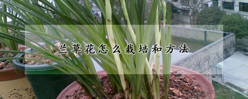 蘭草花怎么栽培和方法