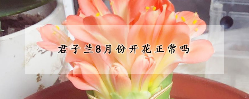 君子蘭8月份開花正常嗎