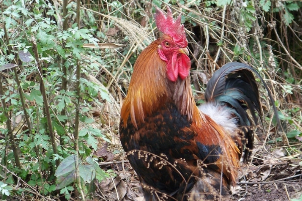 為什么公雞會打鳴