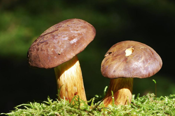 野生菌十大名菌 最好的野生菌排名