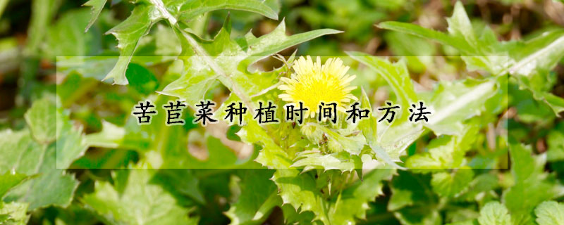 苦苣菜種植時間和方法