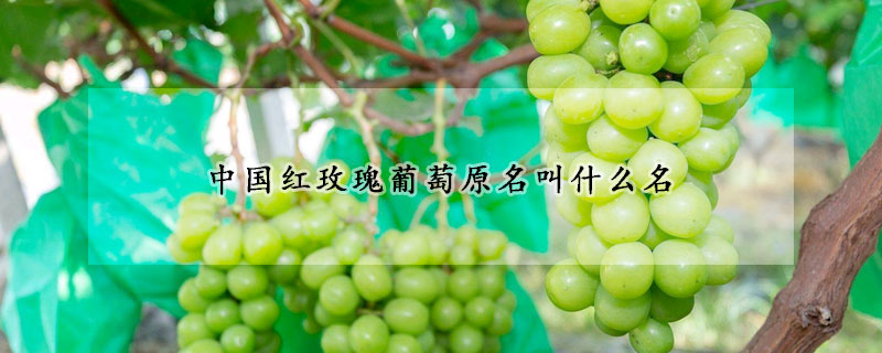 中國紅玫瑰葡萄原名叫什么名