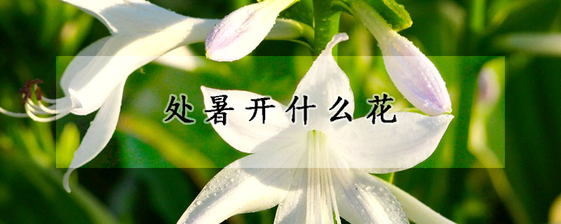 處暑開什么花