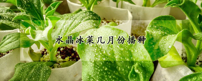 水晶冰菜幾月份播種