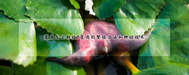 菱角怎么種植?菱角的繁殖方法和種植技術(shù)