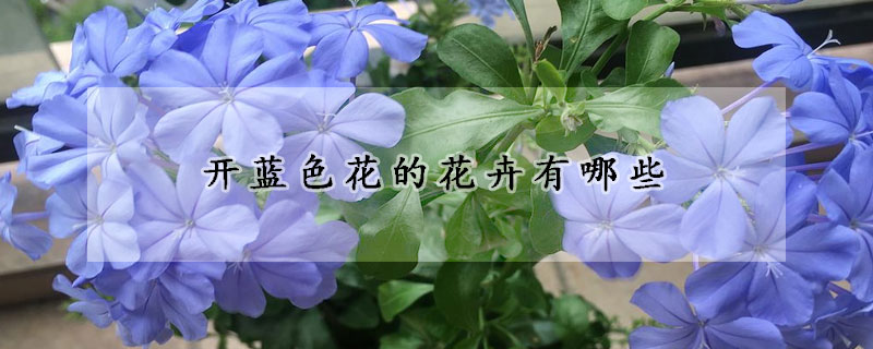 開藍(lán)色花的花卉有哪些