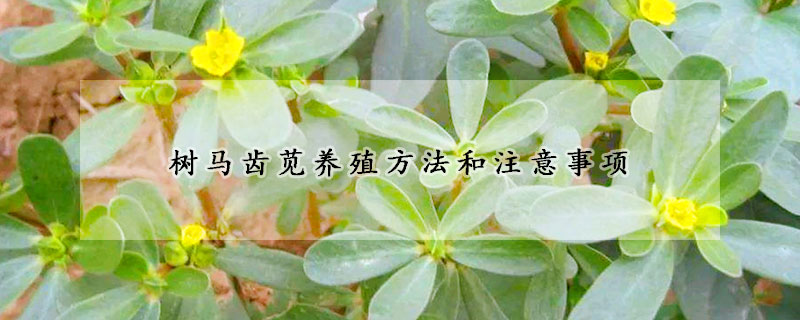 樹馬齒莧養(yǎng)殖方法和注意事項