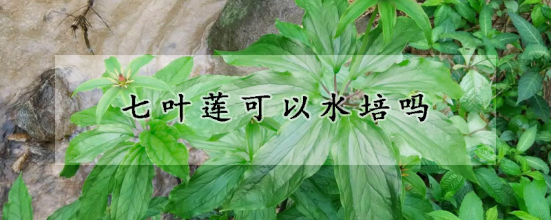 七葉蓮可以水培嗎