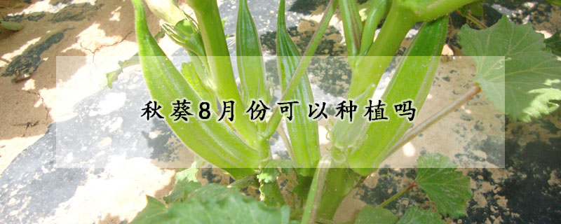 秋葵8月份可以種植嗎