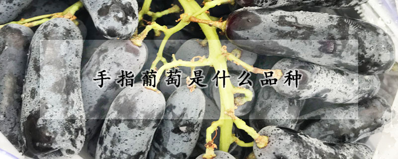 手指葡萄是什么品種