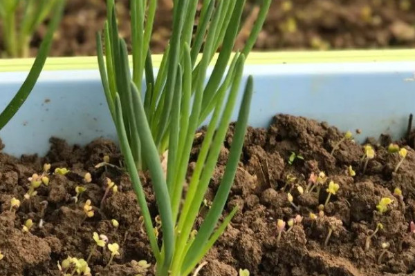 白露蔥的種植方法與時間視頻