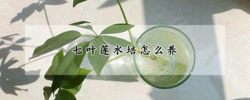 七葉蓮水培怎么養(yǎng)