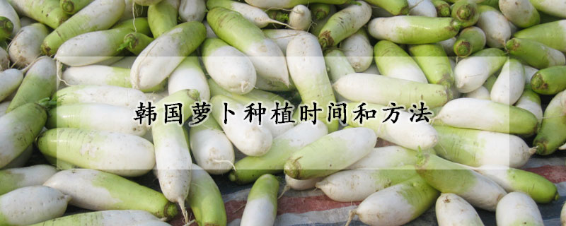 韓國蘿卜種植時(shí)間和方法