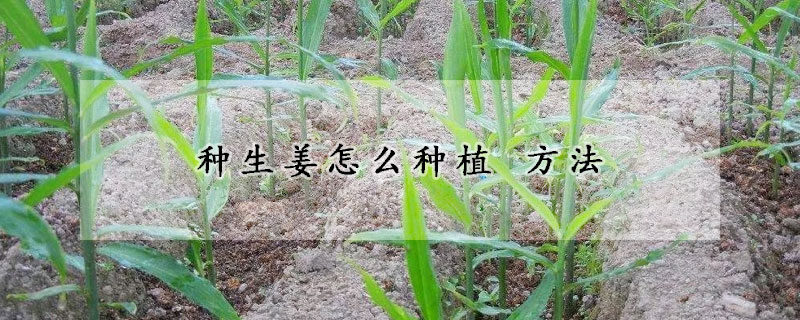 種生姜怎么種植 方法