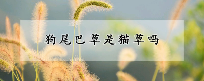 狗尾巴草是貓草嗎