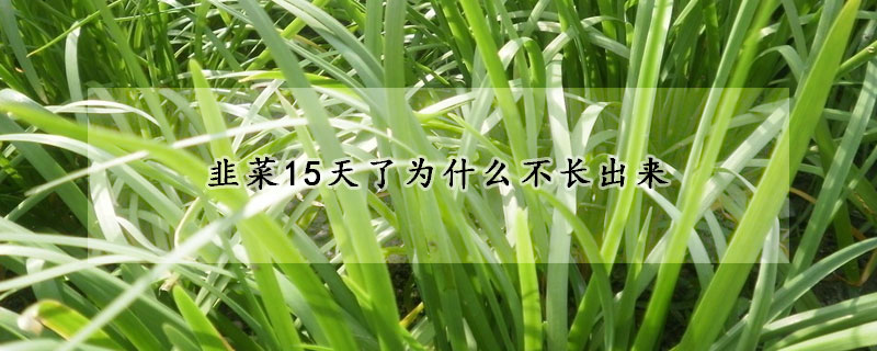 韭菜15天了為什么不長(zhǎng)出來(lái)