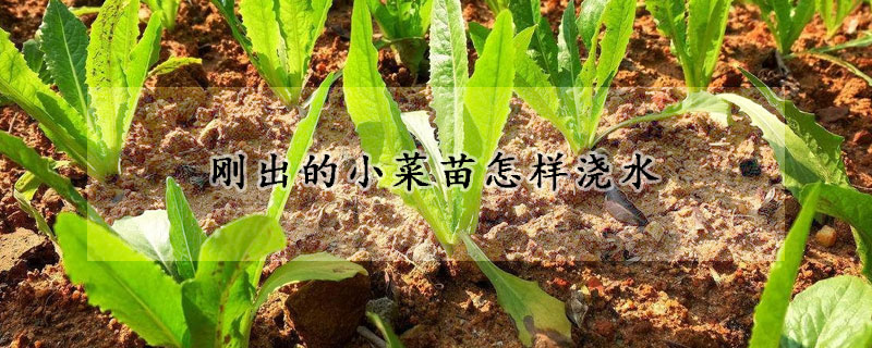 剛出的小菜苗怎樣澆水