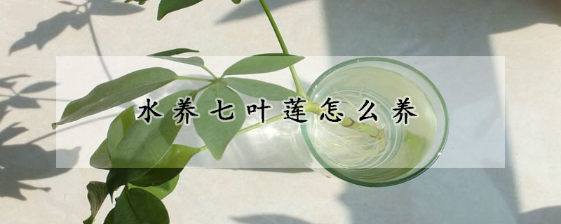 水養七葉蓮怎么養