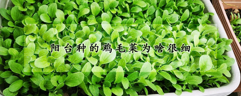 陽(yáng)臺(tái)種的雞毛菜為啥很細(xì)