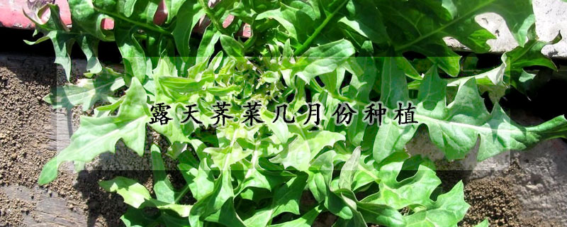 露天薺菜幾月份種植