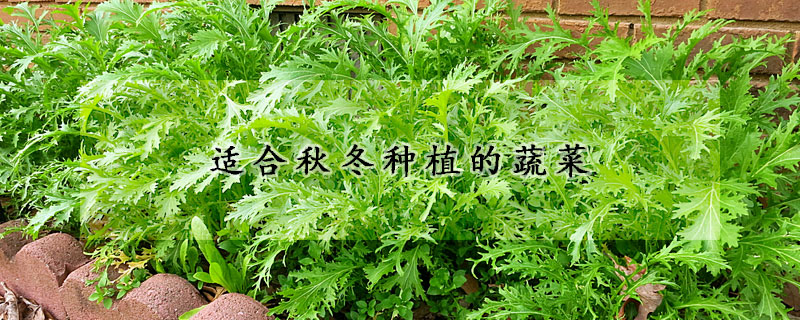 適合秋冬種植的蔬菜