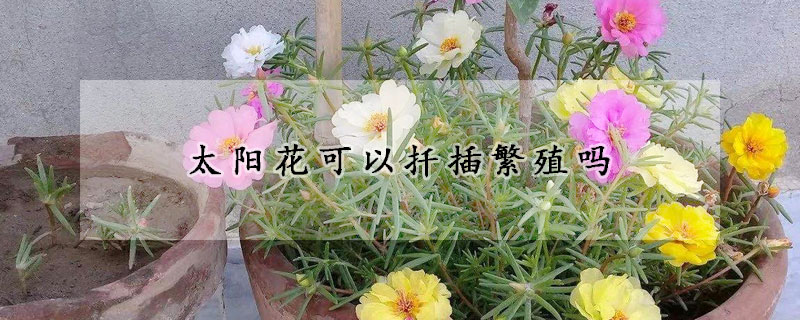 太陽花可以扦插繁殖嗎