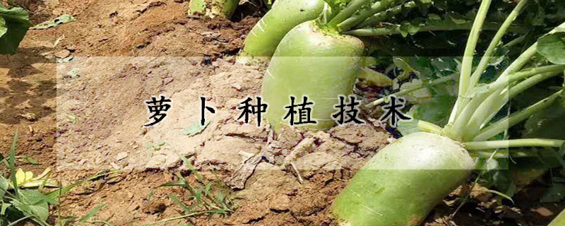 蘿卜種植技術(shù)