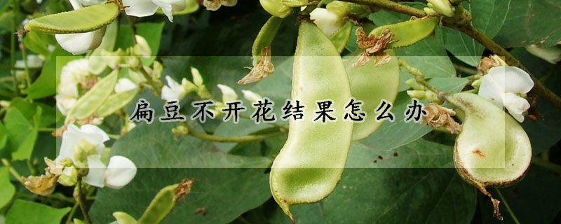 扁豆不開(kāi)花結(jié)果怎么辦