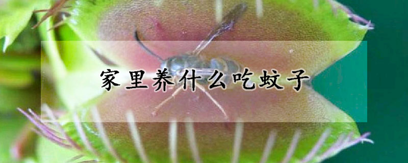 家里養(yǎng)什么吃蚊子