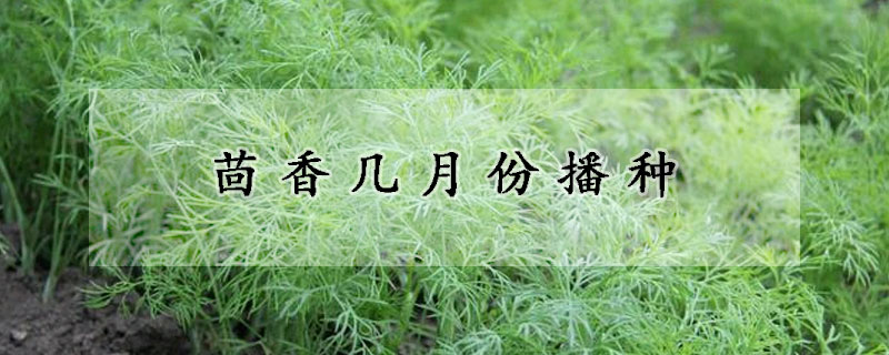 茴香幾月份播種