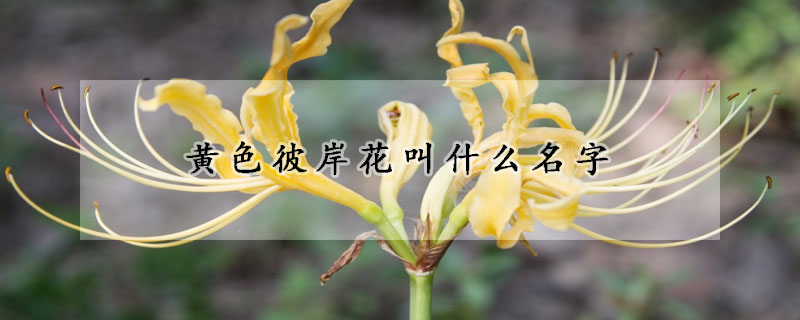 黃色彼岸花叫什么名字