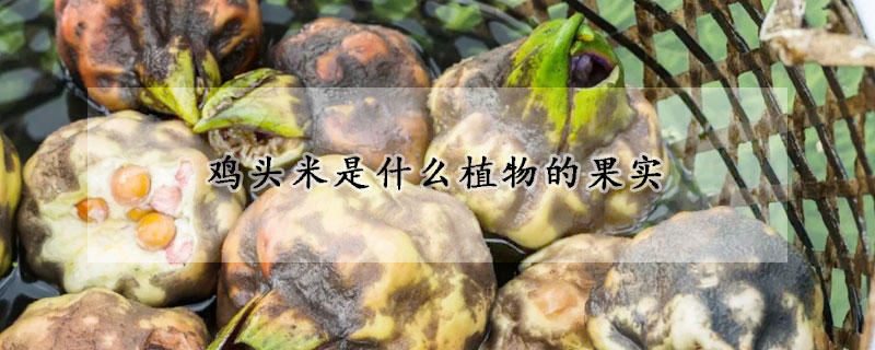 雞頭米是什么植物的果實(shí)