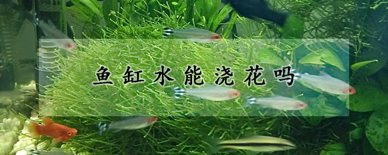 魚缸水能澆花嗎