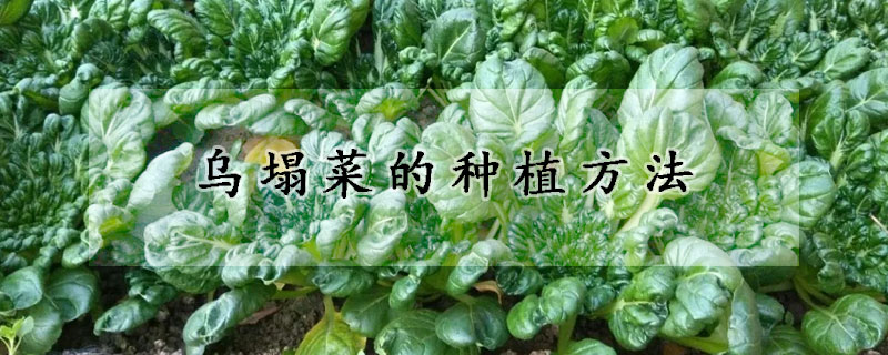 烏塌菜的種植方法