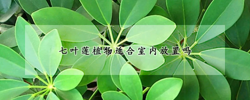 七葉蓮植物適合室內(nèi)放置嗎