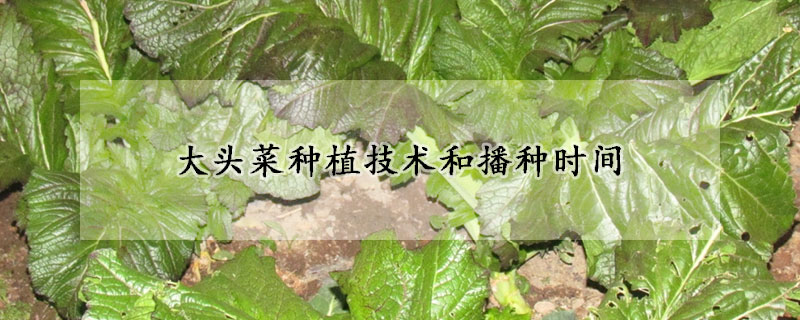 大頭菜種植技術和播種時間