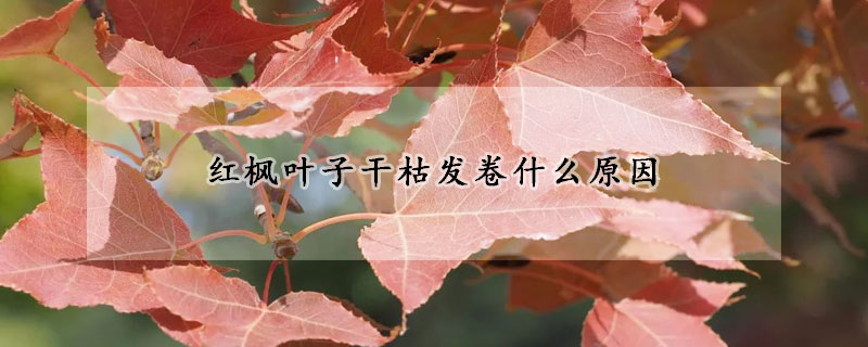 紅楓葉子干枯發卷什么原因