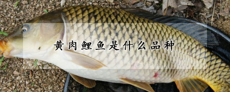 黃肉鯉魚是什么品種