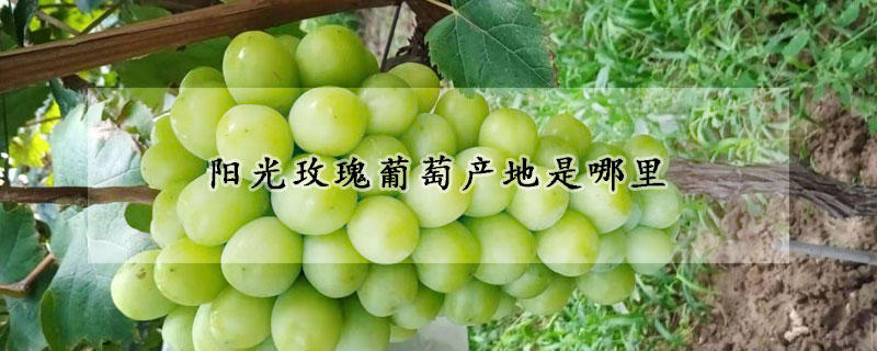 陽光玫瑰葡萄產(chǎn)地是哪里