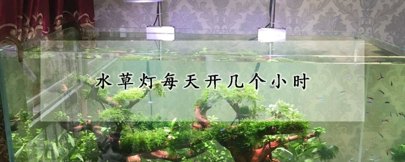 水草燈每天開幾個小時