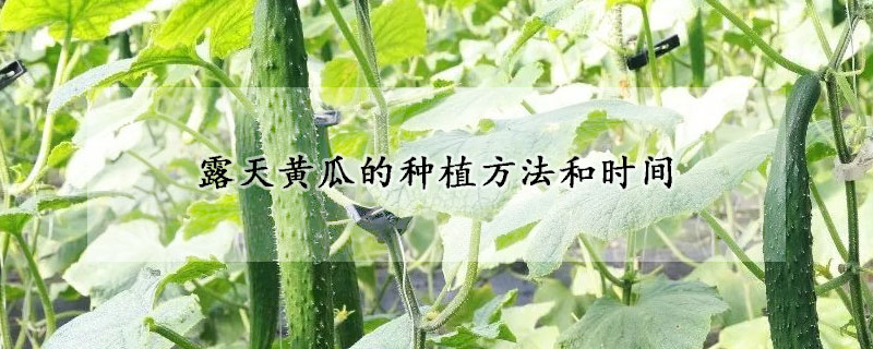 露天黃瓜的種植方法和時間