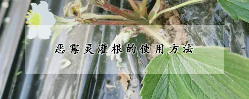 惡霉靈灌根的使用方法