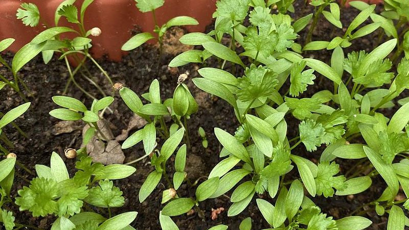 香菜種子快速催芽方法