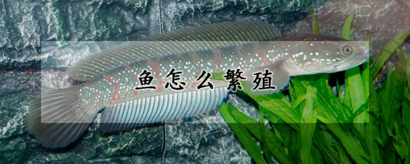 魚(yú)怎么繁殖