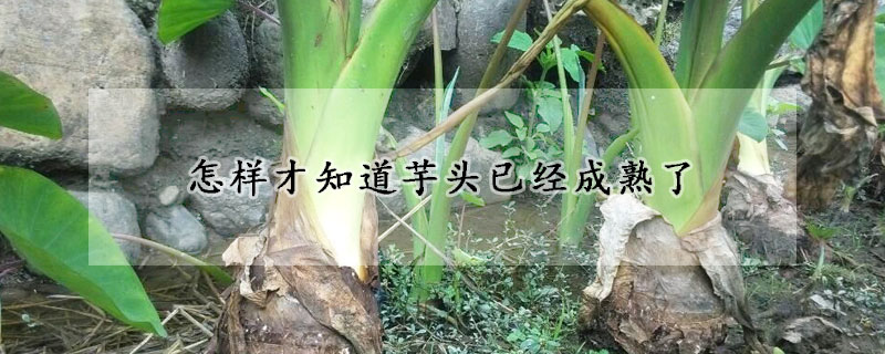 怎樣才知道芋頭已經成熟了