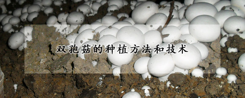 雙孢菇的種植方法和技術(shù)