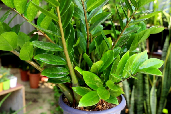 客廳適合養的18種植物 適合客廳養的植物