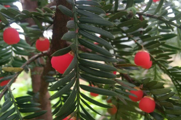 紅豆杉放家里風(fēng)水好嗎 紅豆杉擺放在哪里