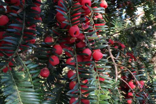 紅豆杉放家里風(fēng)水好嗎 紅豆杉擺放在哪里